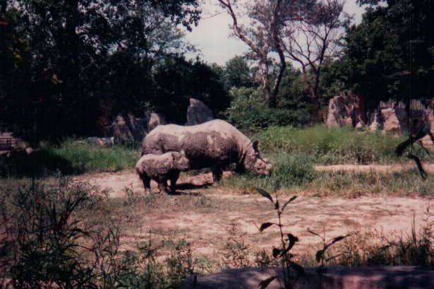 [Baby+rhino.BMP]
