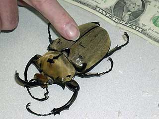 [1_61_051408_giant_beetles.jpg]