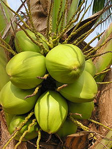 [coconut_tree.jpg]