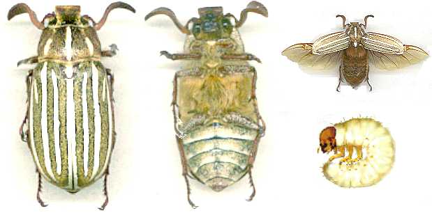 [June+Beetle.jpg]