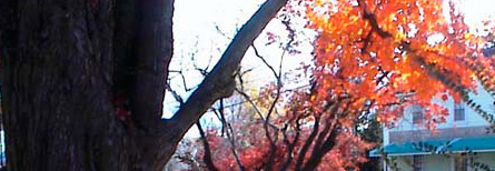 [autumn+leaves+1.jpg]