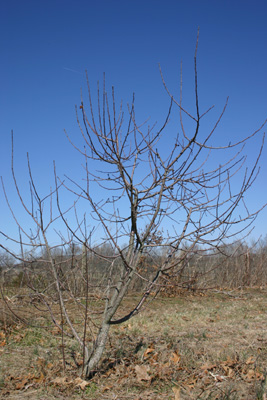[before-pruning.jpg]
