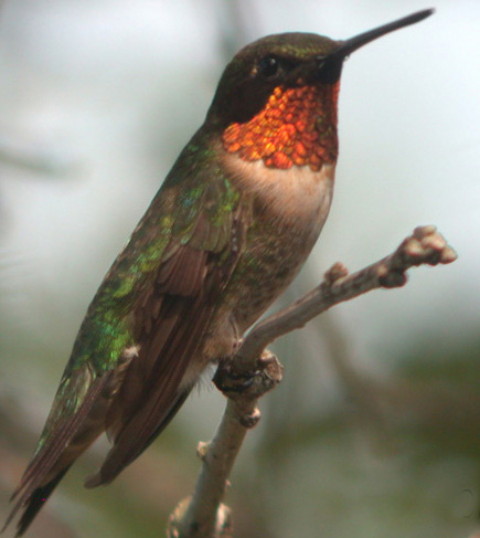 [ruby-throated+hummingbird.jpg]