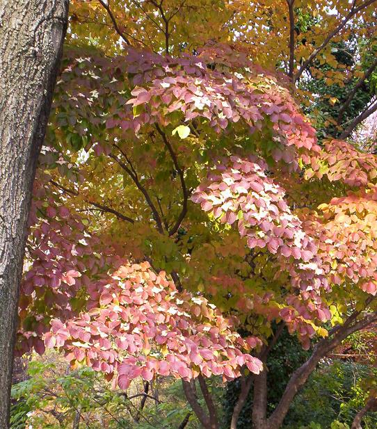 [flowering+fall+dogwood.JPG]