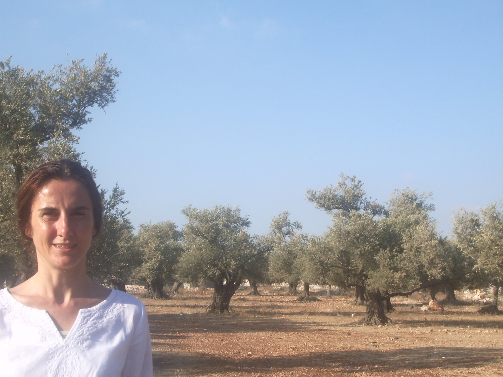Olivers de Palestina i l'olivera de els Torms