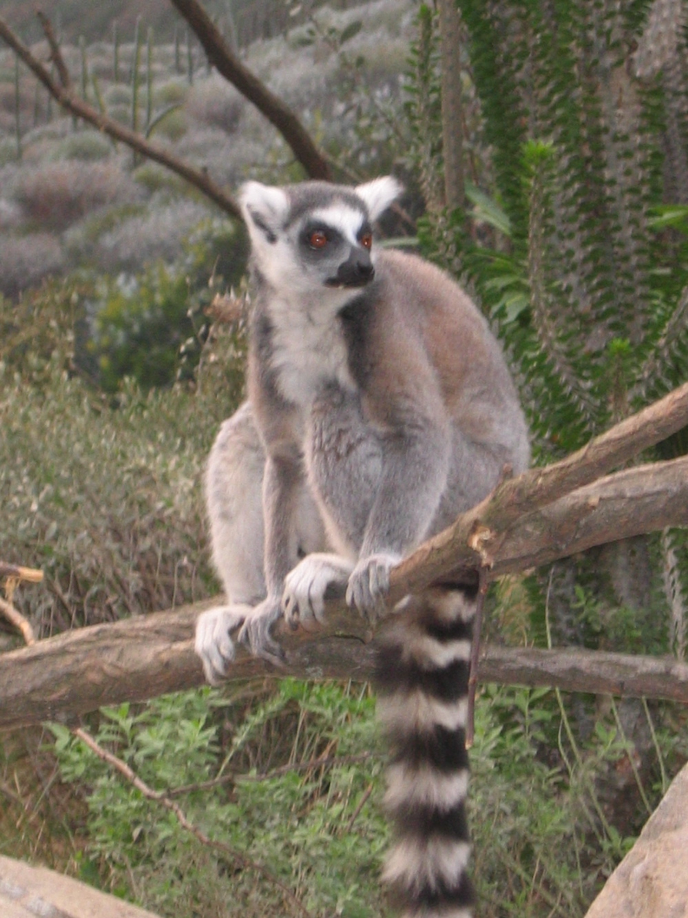 [lemur_2.jpg]