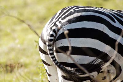 [Zebra+sedere.JPG]