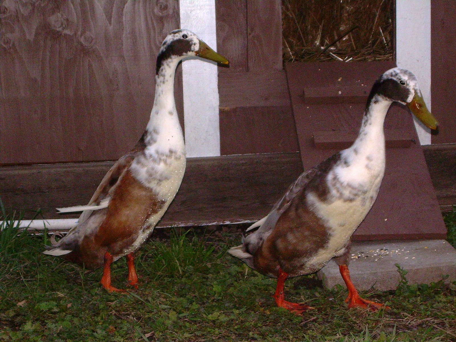 [2008-03-18-ducks1.jpg]