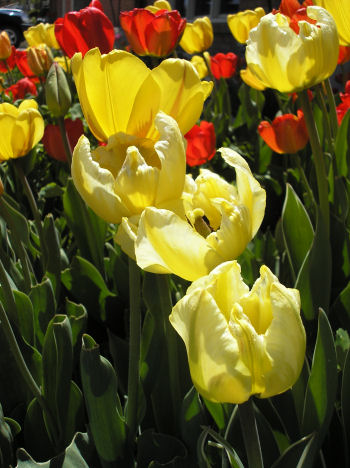 [tulips2.jpg]