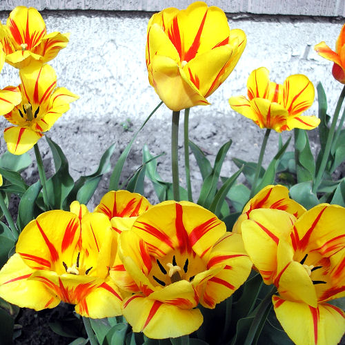 [tulips_4.jpg]