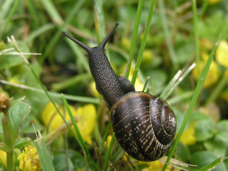 [snail+2.jpg]