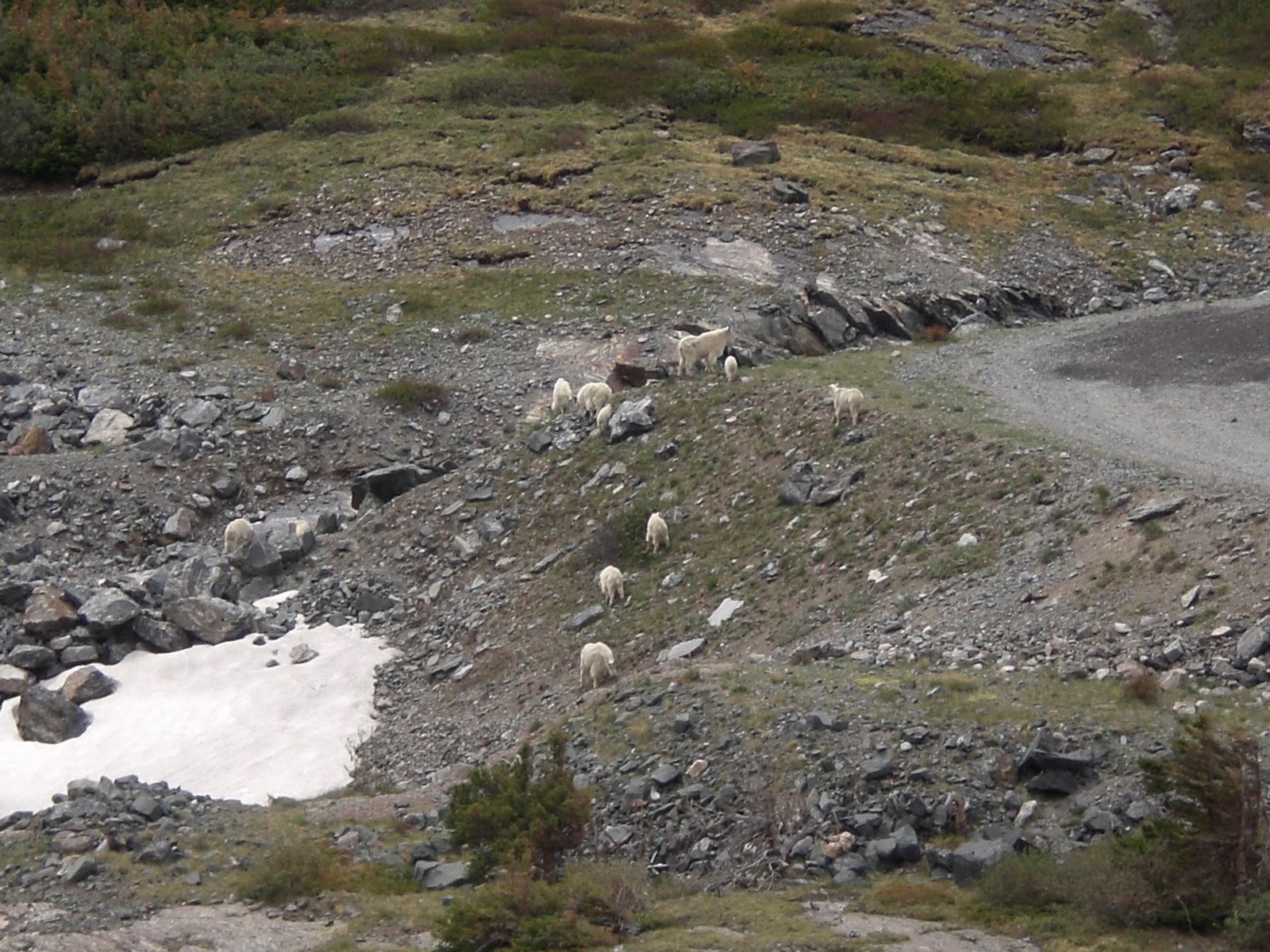 [28+mountain+goats+at+trailhead.jpg]