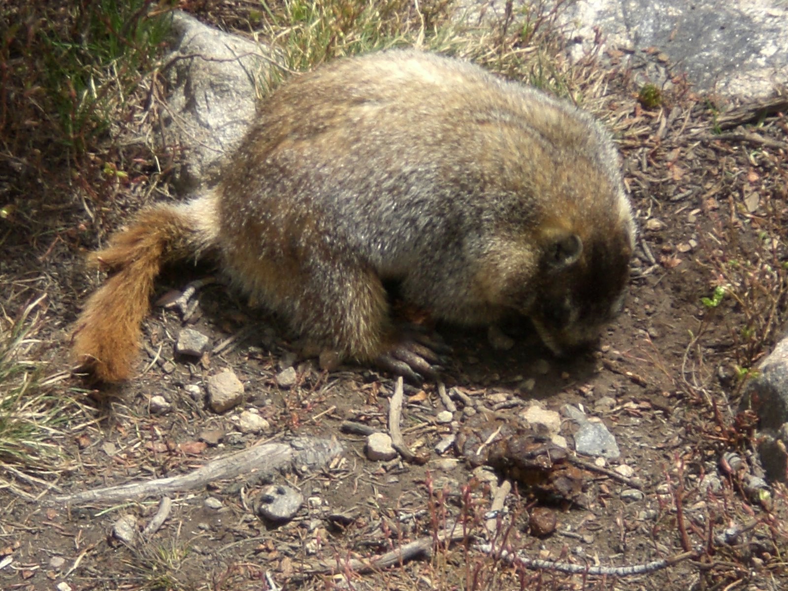 [a+marmot+eating+shit.jpg]