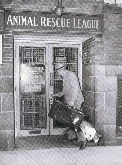 [animal_rescue_league_cat_escapes_veterinarians_bag.jpg]