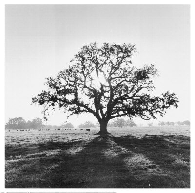 [Oak-Tree-Sunrise-Print-C10083106.jpeg]