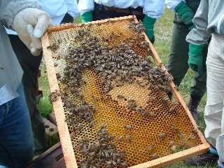 [bees+2.jpg]