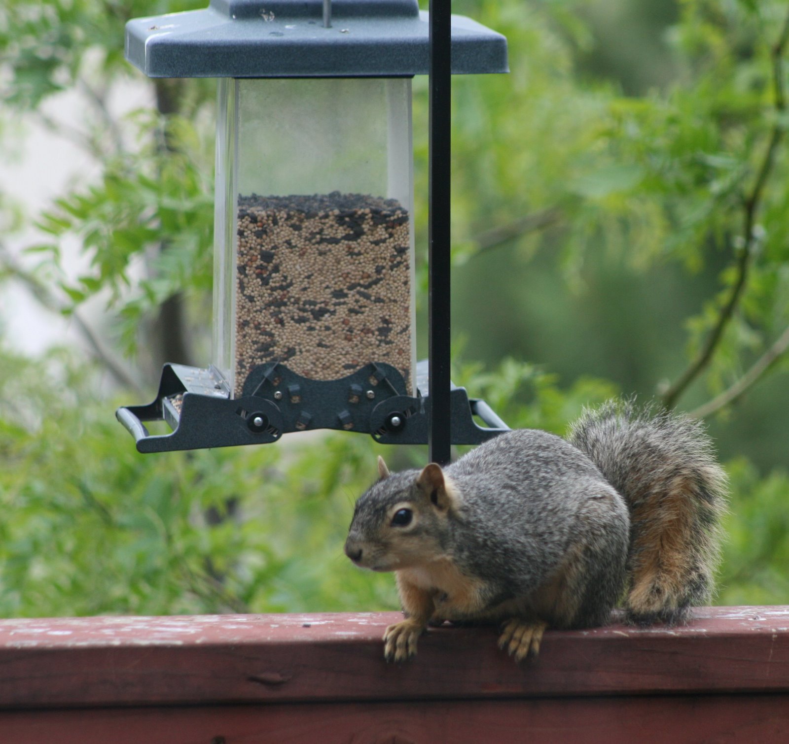 [squirrel&feeder.jpg]