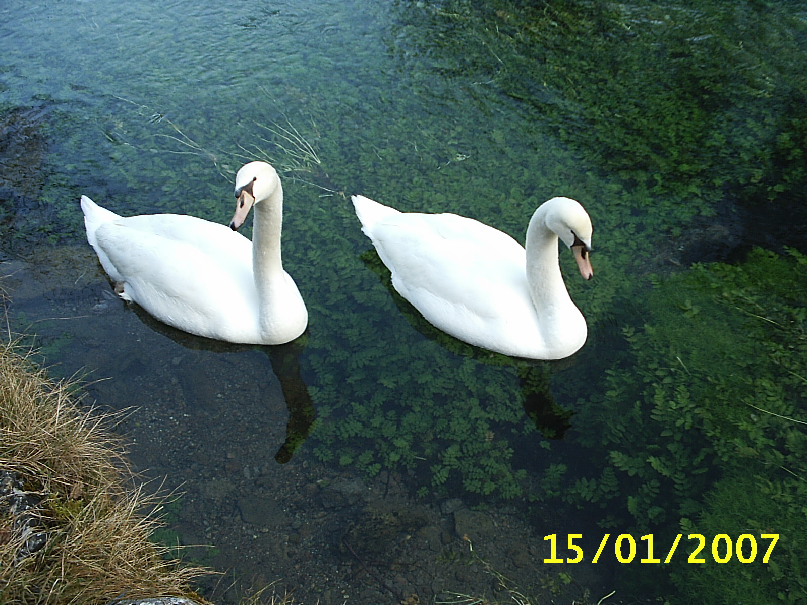 [swans.JPG]