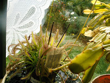 Utricularia et Sarracenia
