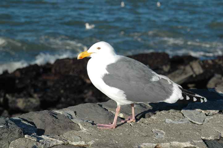 [seagull.jpg]