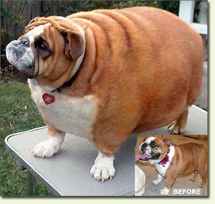 [fat-dog.jpg]