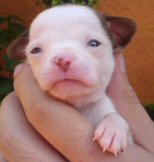 [533px-Chihuahua_puppy.jpg]
