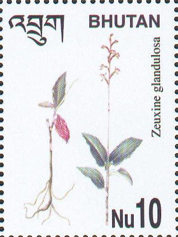 [Zeuxine_glandulosa_Bhutan.jpg]