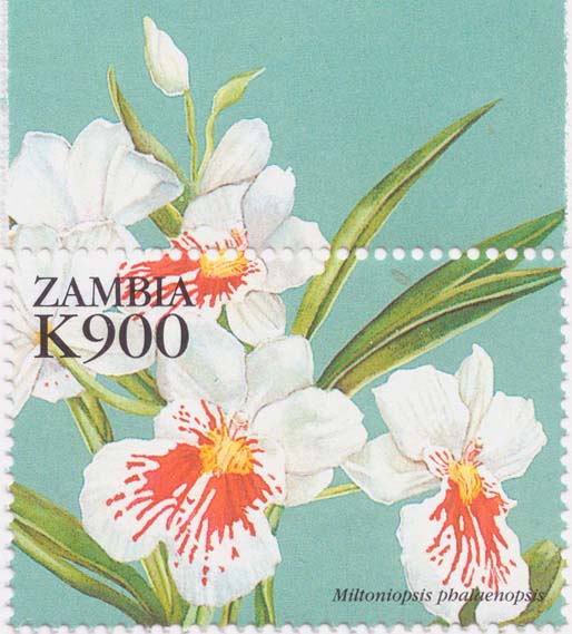 [Miltoniopsis+phalaenopsis+Zambia+SFW.jpg]