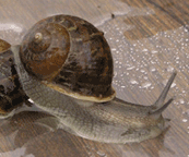 [snail1.gif]