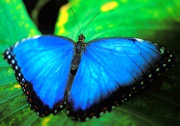 [Blue-Morpho-Butterfly-1763.jpg]