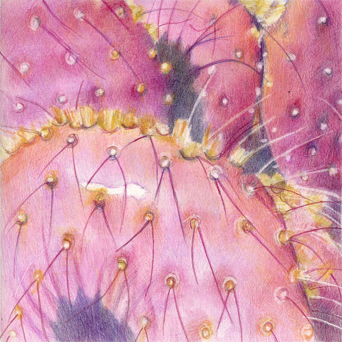 [web_pink-cacti-Yuma.jpg]