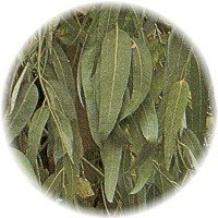 [herbs_eucalyptus.jpg]