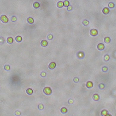 [cyanobacteria+Acaryochloris+marine.jpg]