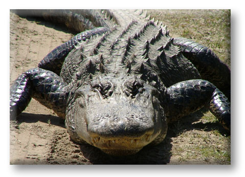 [Alligator2.jpg]