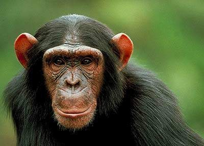 [Chimpanzee+2.jpg]