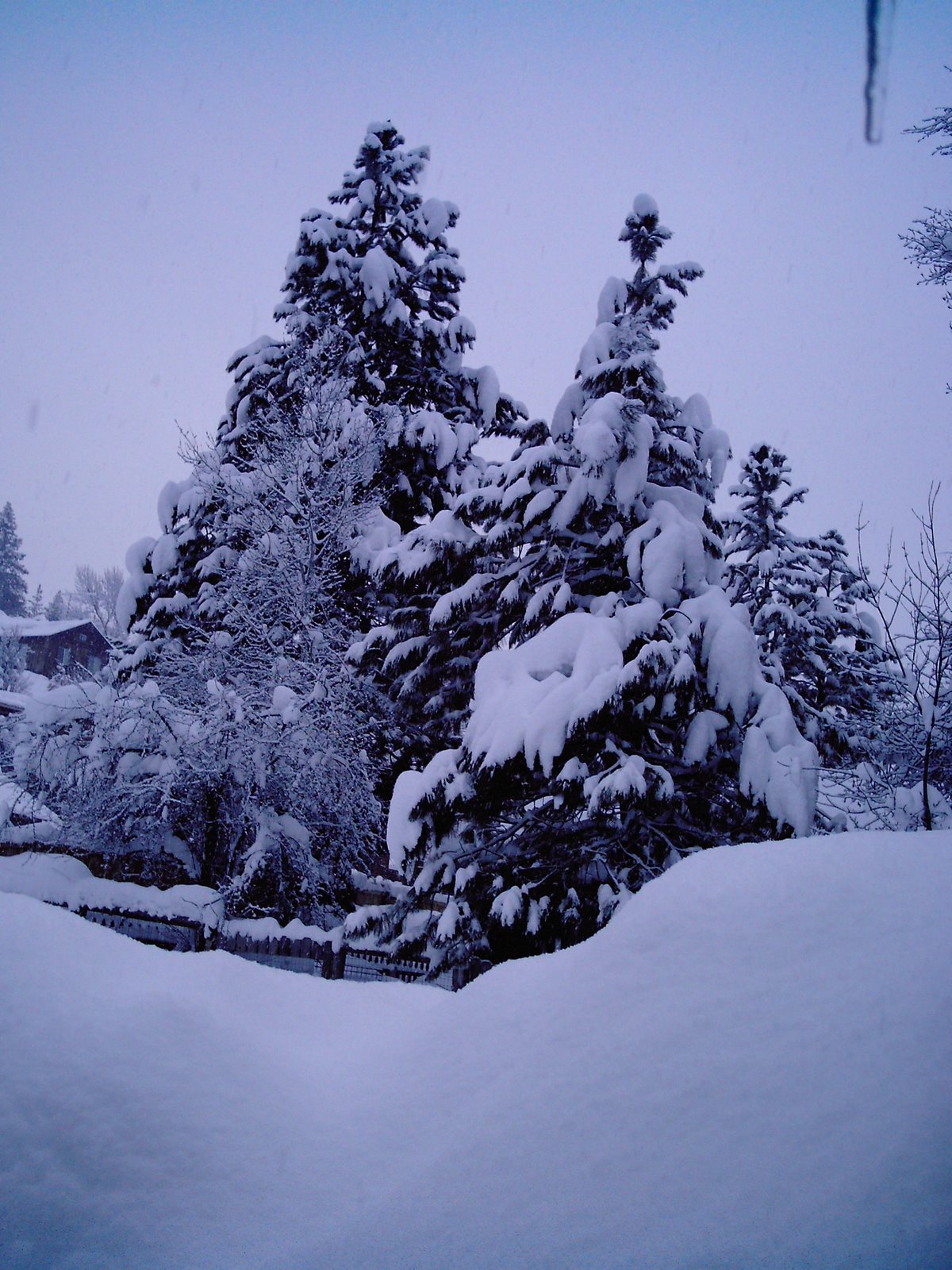 [winter+trees.JPG]