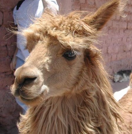 [Alpaca_cuzco_peru.jpg]