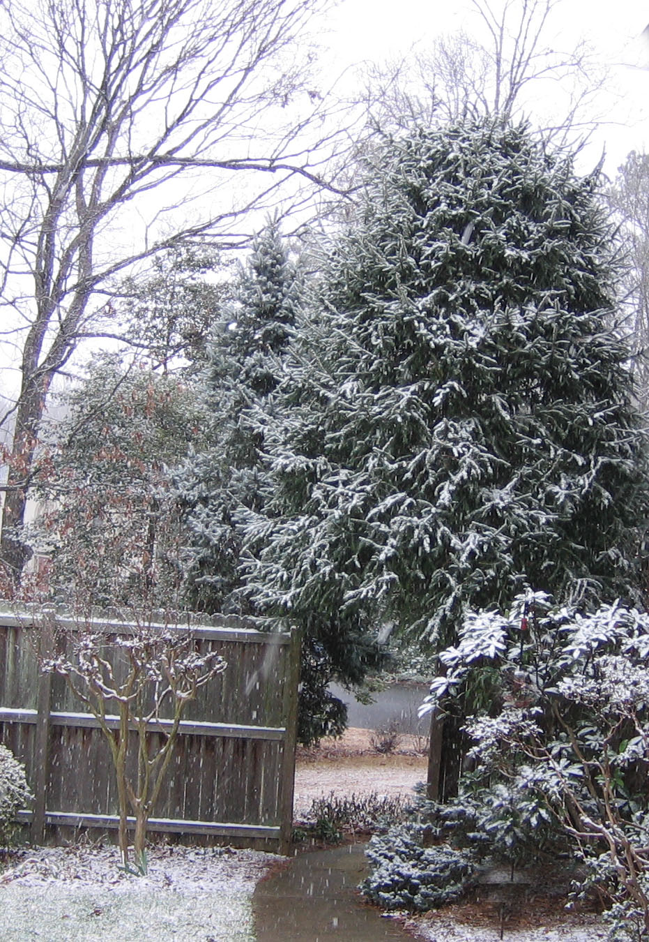 [snow-trees.jpg]