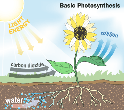 [irrigation-photosynthesis.gif]