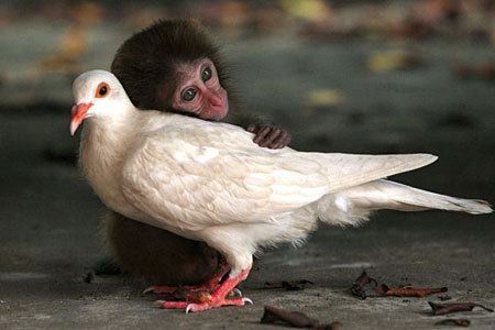 [monkey-pigeon.jpg]