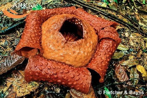 [large-Rafflesia-tuan-mudae-flower.jpg]