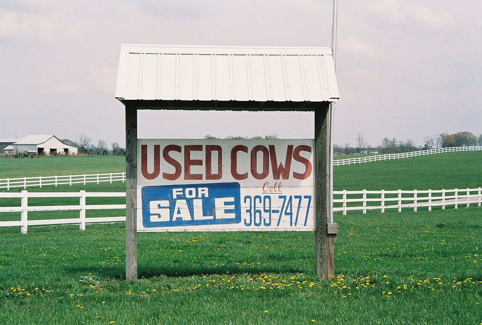 [Used+Cows.JPG]