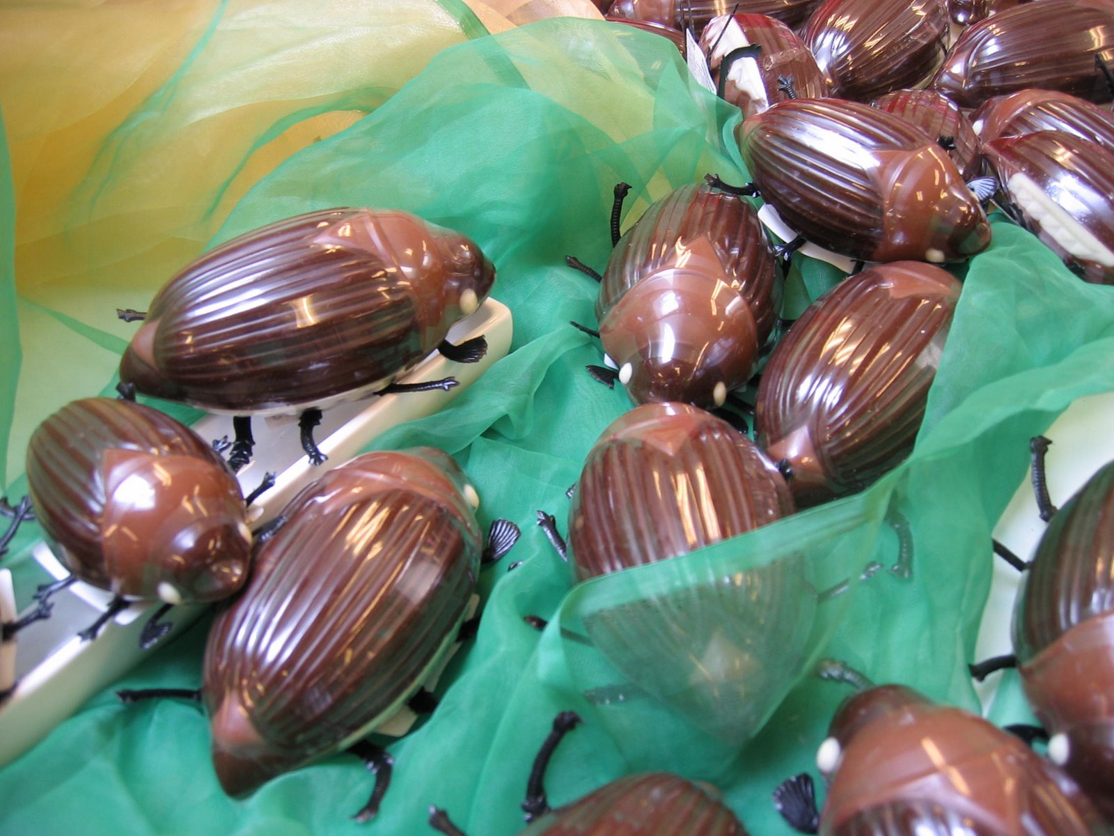 [Chocolate+Beetles.jpg]