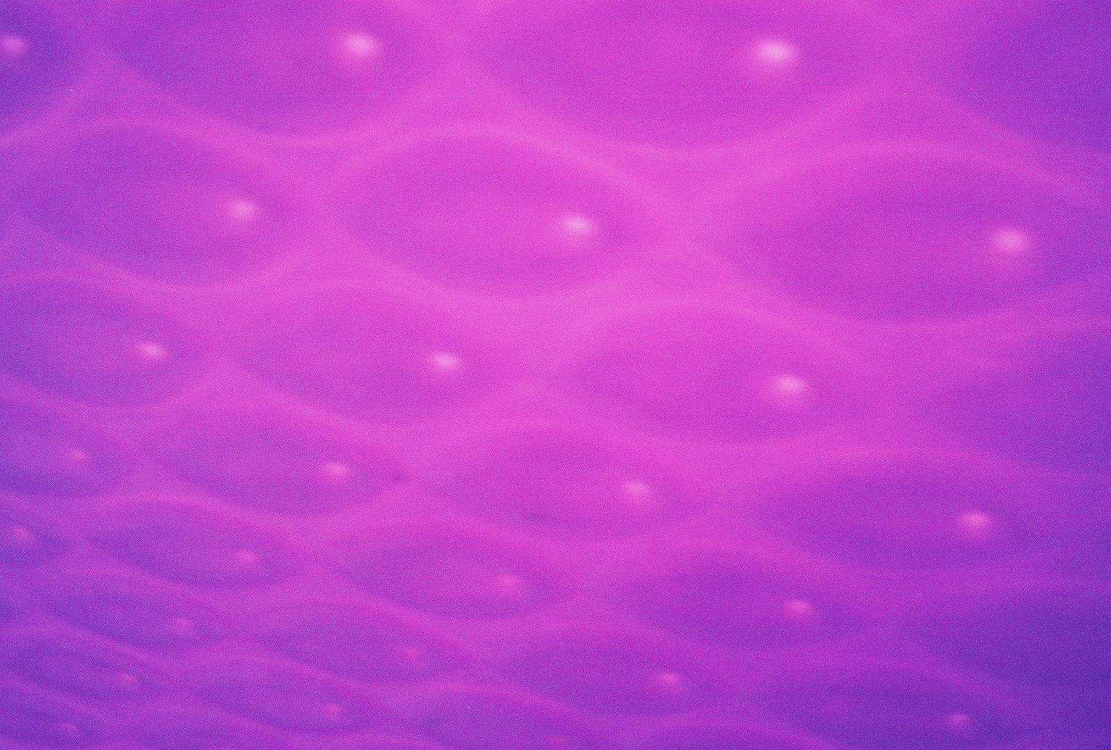 [Purple+Fish-2.JPG]