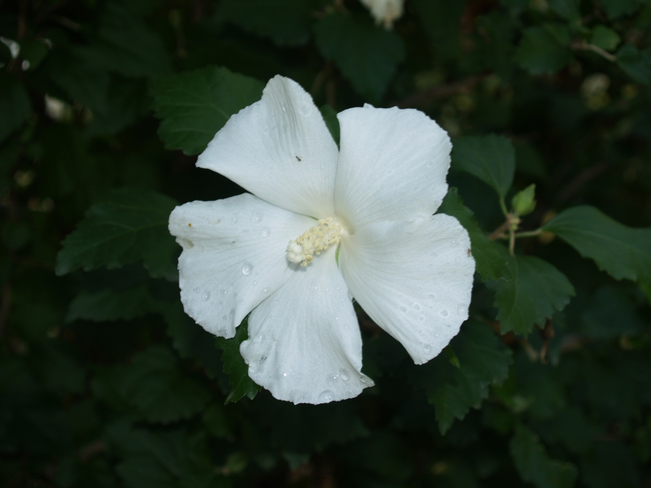 [White+Flower.JPG]