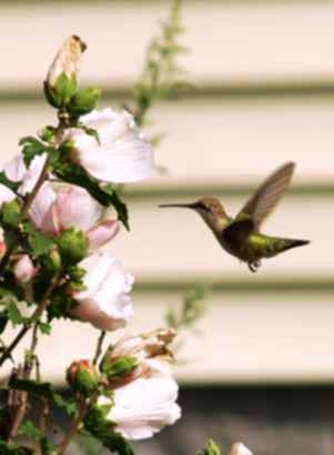 [Flight+of+the+Hummingbird.JPG]