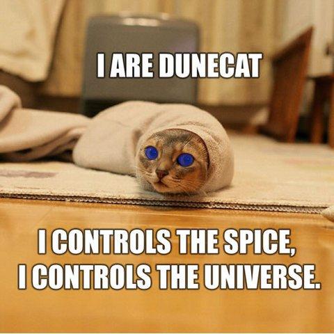 [dune-cat.jpg]
