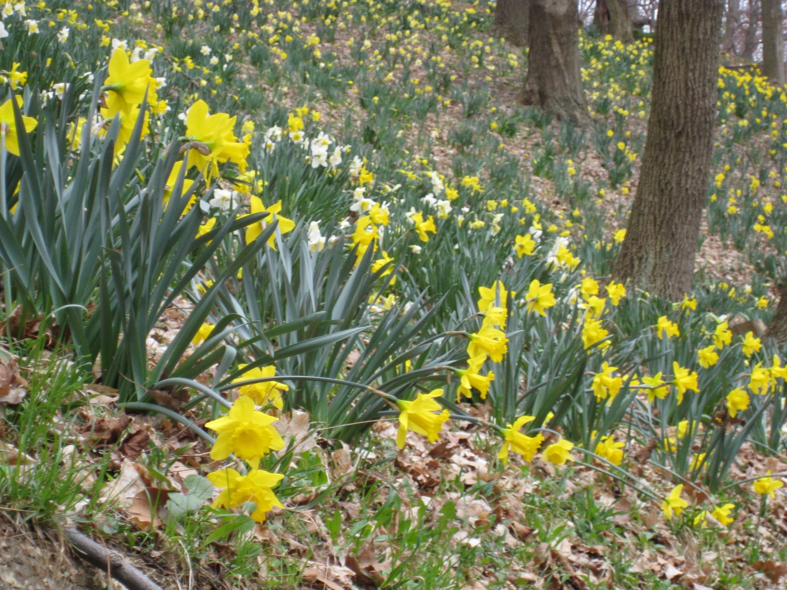 [Spring+in+Edgeworth-Sewickley.jpg]
