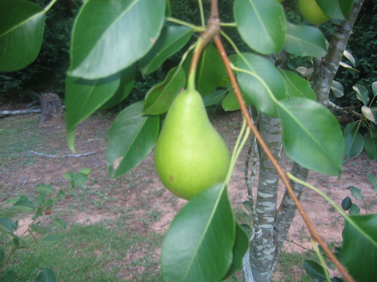 [pear.JPG]