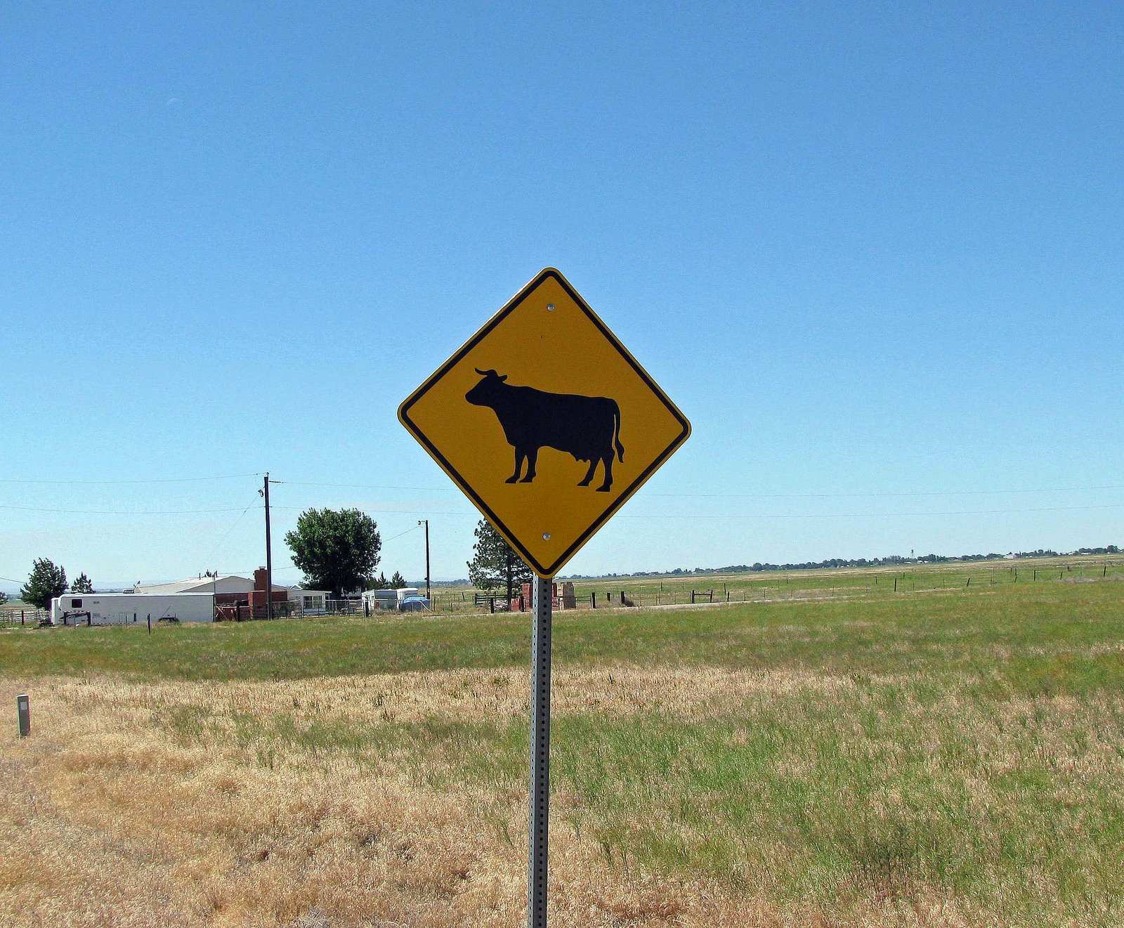 [cow-crossing.jpg]